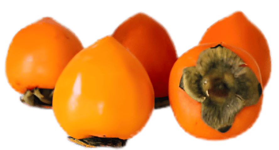hachiya persimmon varietty.png